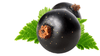 CurraNZ - New Zealand Blackcurrant Supplement