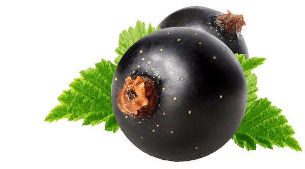 CurraNZ - New Zealand Blackcurrant Supplement